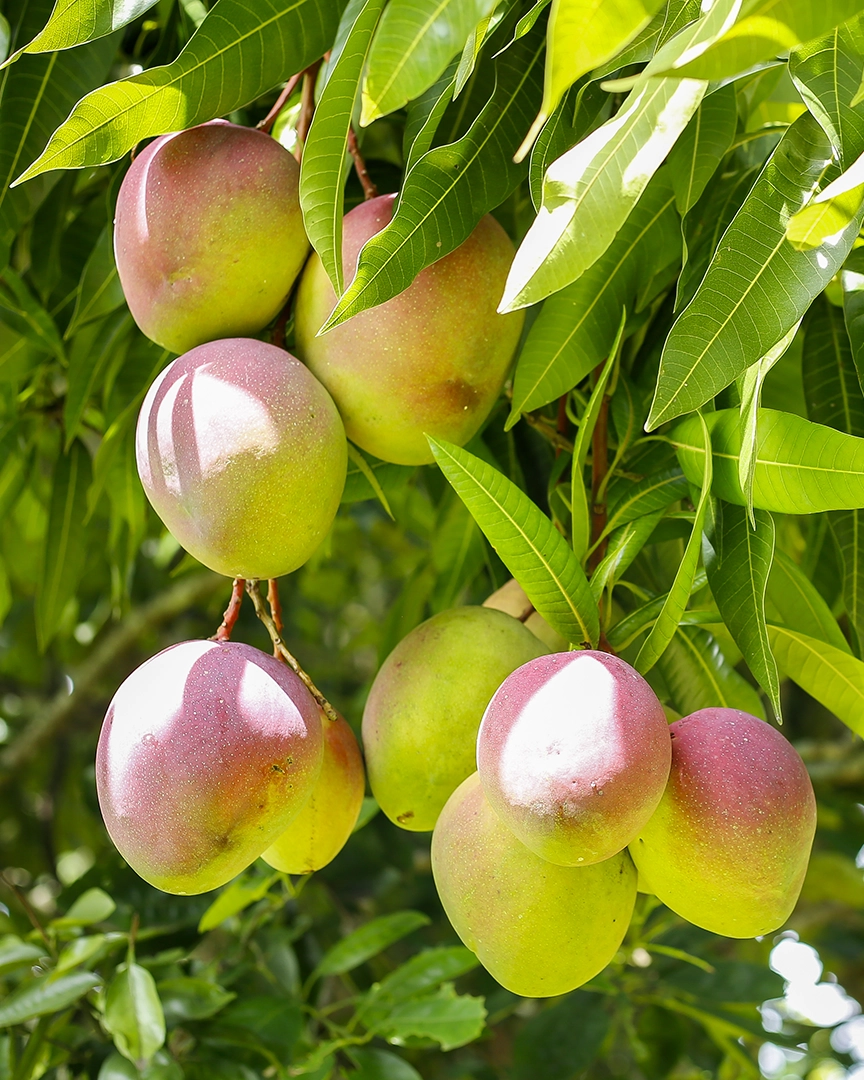 PODS